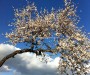 Mandelblüte 2011